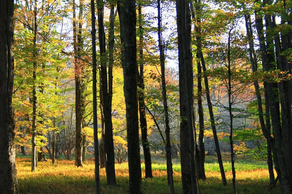 Canaan Valley Resort State Park Davis Eksteriør billede